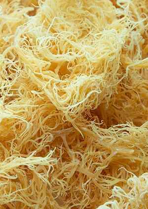 raw sea moss close up