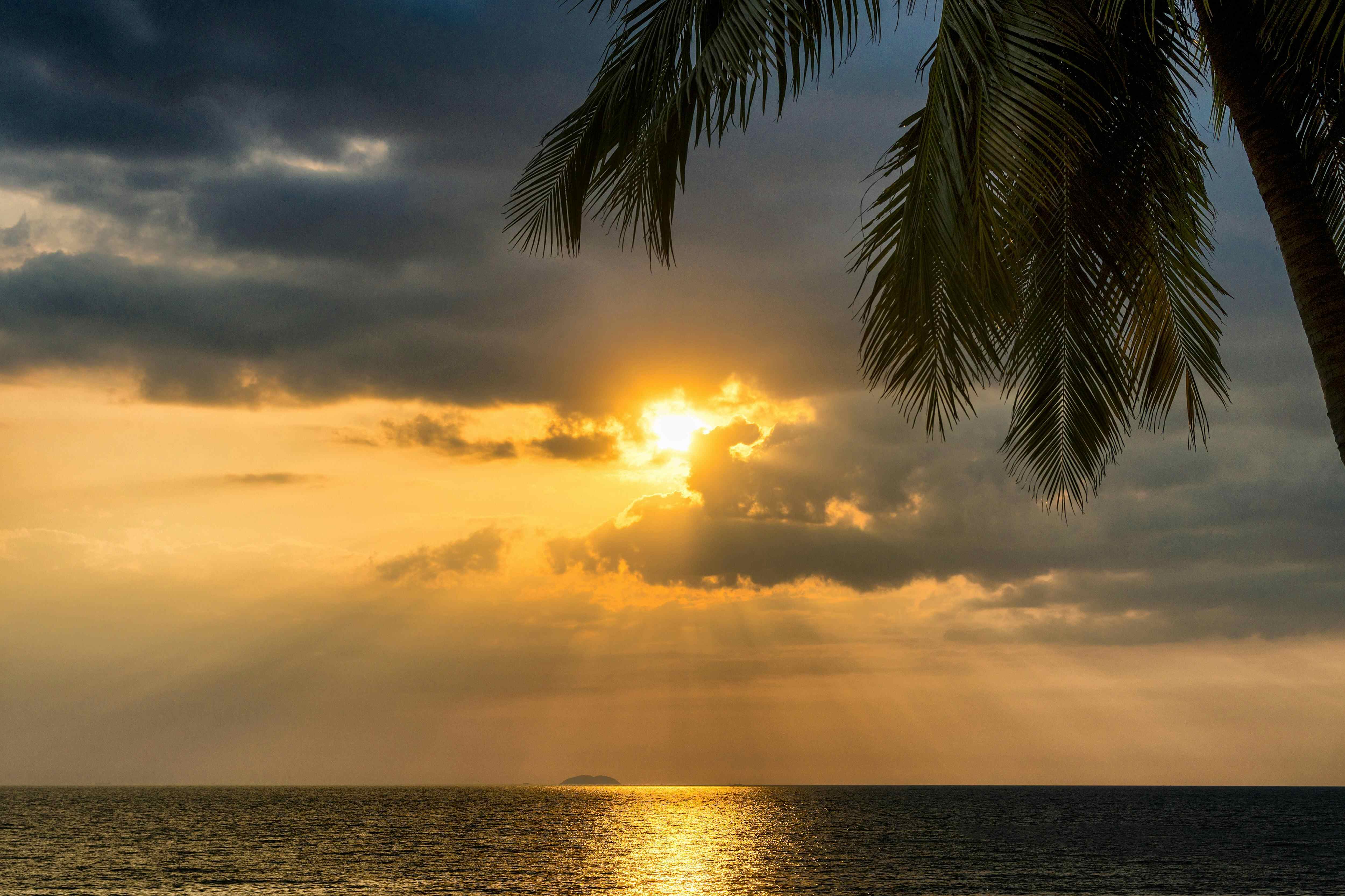 sunrise over the ocean with palm tree